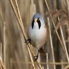 Bearded Tit