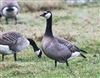 Barnacle Goose