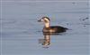 Long-tailed Duck