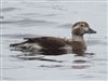 Long-tailed Duck