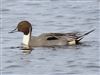 Pintail