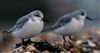 Sanderling