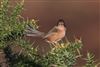 Dartford Warbler