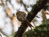 Treecreeper