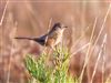 Dartford Warbler