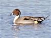 Pintail