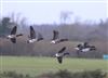 Light-bellied Brent Goose