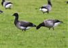 Light-bellied Brent Goose