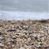 Snow Bunting