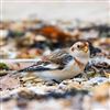 Snow Bunting