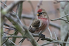 Lesser Redpoll