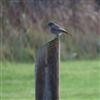 Black Redstart