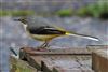 Grey Wagtail