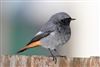 Black Redstart