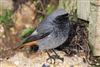 Black Redstart