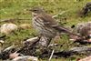 Water Pipit