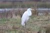 Great White Egret