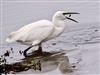 Little Egret