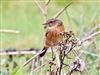 Stonechat