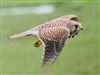 Kestrel