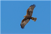 Marsh Harrier