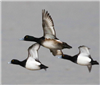 Scaup