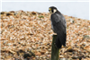 Peregrine