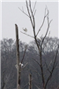 Great White Egret