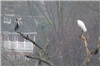 Great White Egret