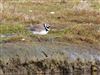 Ringed Plover