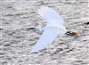 Little Egret