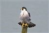 Peregrine