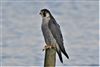 Peregrine