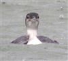 Great Northern Diver