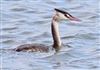 Great Crested Grebe