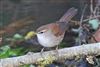 Cetti's Warbler