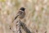 Stonechat