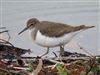 Common Sandpiper