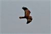 Marsh Harrier