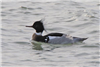 Red-breasted Merganser