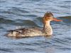 Red-breasted Merganser