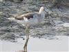 Greenshank