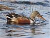 Shoveler