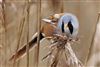 Bearded Tit