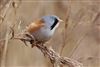 Bearded Tit