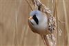 Bearded Tit