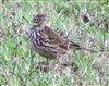 Meadow Pipit