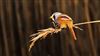 Bearded Tit