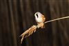 Bearded Tit