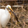 Great White Egret